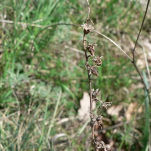 Photographie n°19086 du taxon Artemisia alba Turra [1764]