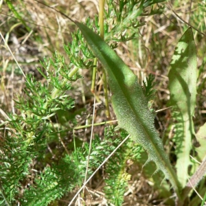 Photographie n°19087 du taxon Crepis nicaeensis Balb. [1807]