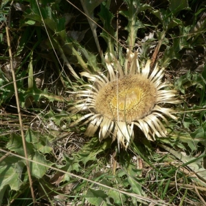 Photographie n°19090 du taxon Carlina acanthifolia subsp. acanthifolia