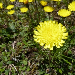 Photographie n°19093 du taxon Hieracium pilosella L. [1753]