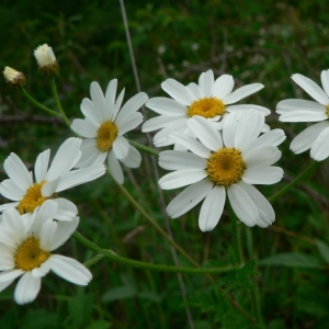 Photographie n°19100 du taxon Tanacetum corymbosum (L.) Sch.Bip. [1844]