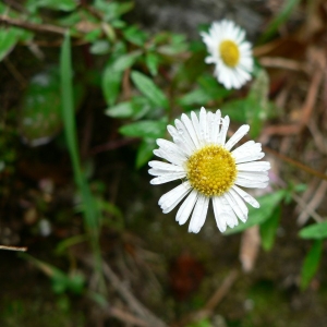 Photographie n°19106 du taxon Erigeron karvinskianus DC. [1836]