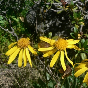 Photographie n°19110 du taxon Senecio pyrenaicus L. [1758]