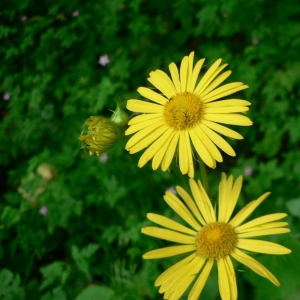 Photographie n°19123 du taxon Doronicum pardalianches L. [1753]