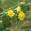  Mathieu MENAND - Crepis capillaris (L.) Wallr. [1840]