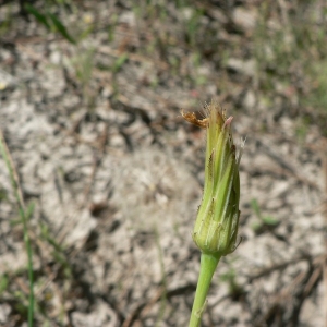 Photographie n°19134 du taxon Hypochaeris radicata L. [1753]