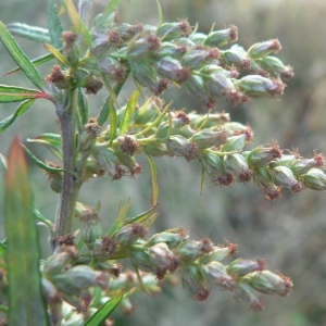 Photographie n°19136 du taxon Artemisia verlotiorum Lamotte [1877]