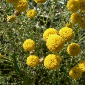 Photographie n°19137 du taxon Santolina chamaecyparissus L. [1753]