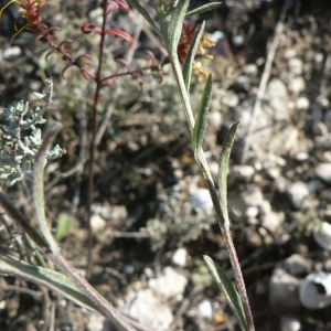 Photographie n°19138 du taxon Centaurea jacea subsp. timbalii (Martrin-Donos) Braun-Blanq. [1952]
