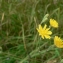  Mathieu MENAND - Crepis capillaris (L.) Wallr. [1840]