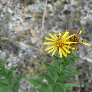 Photographie n°19142 du taxon Inula spiraeifolia L. [1759]