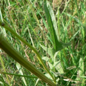 Photographie n°19155 du taxon Crepis biennis L. [1753]