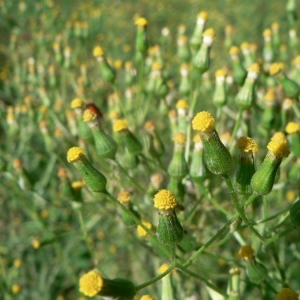 Photographie n°19171 du taxon Senecio sylvaticus L. [1753]