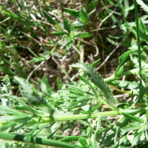 Photographie n°19178 du taxon Achillea ptarmica subsp. pyrenaica (Sibth. ex Godr.) Heimerl [1884]