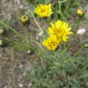 Photographie n°19197 du taxon Crepis vesicaria subsp. taraxacifolia (Thuill.) Thell. [1914]