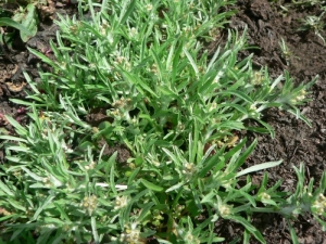 Mathieu MENAND, le  5 septembre 2006 (Saint-Lyphard)