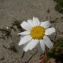  Mathieu MENAND - Anthemis maritima L. [1753]