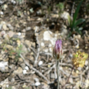 Photographie n°19207 du taxon Xeranthemum inapertum (L.) Mill. [1768]