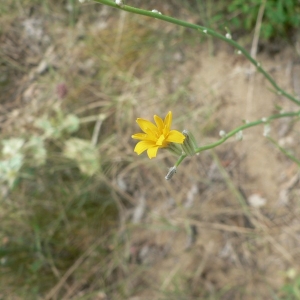 Photographie n°19210 du taxon Chondrilla juncea L. [1753]