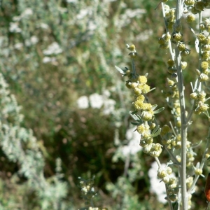 Photographie n°19212 du taxon Artemisia absinthium L. [1753]
