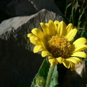 Photographie n°19215 du taxon Doronicum grandiflorum Lam. [1786]