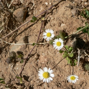 Photographie n°19216 du taxon Bellis annua L. [1753]