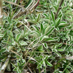 Photographie n°19217 du taxon Antennaria dioica (L.) Gaertn. [1791]