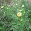  Mathieu MENAND - Leucanthemum monspeliense (L.) H.J.Coste [1903]