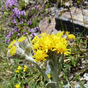 Photographie n°19233 du taxon Senecio leucophyllus DC. [1813]