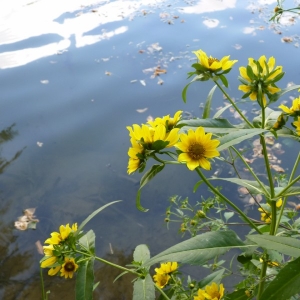 Photographie n°19237 du taxon Bidens cernua L. [1753]