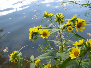 Mathieu MENAND, le 11 septembre 2010 (Villemur-sur-Tarn)