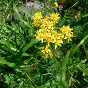 Photographie n°19241 du taxon Senecio adonidifolius Loisel. [1807]