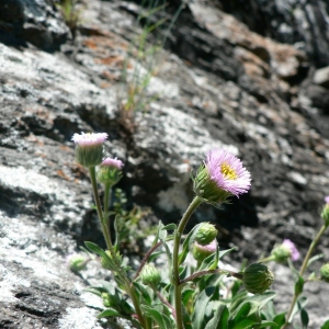 Photographie n°19244 du taxon Erigeron alpinus L. [1753]