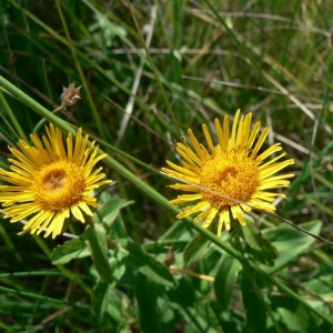 Photographie n°19245 du taxon Inula salicina L. [1753]