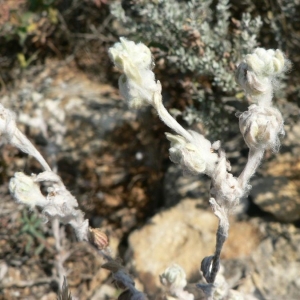 Photographie n°19246 du taxon Bombycilaena erecta (L.) Smoljan. [1955]