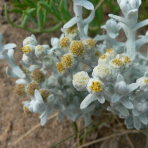 Photographie n°19252 du taxon Otanthus maritimus (L.) Hoffmanns. & Link [1824]