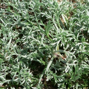 Photographie n°19253 du taxon Artemisia maritima L. [1753]