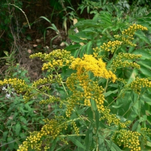 Photographie n°19255 du taxon Solidago gigantea subsp. serotina (Kuntze) McNeill [1973]