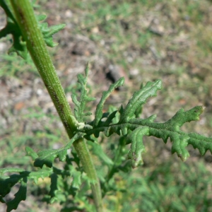 Photographie n°19259 du taxon Senecio sylvaticus L. [1753]