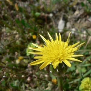 Photographie n°19261 du taxon Scorzonera laciniata L. [1753]