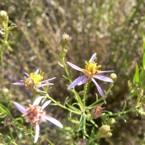 Aster sedifolius var. angustifolius Williams (Aster à feuilles d'orpin)