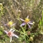  Mathieu MENAND - Aster sedifolius subsp. sedifolius