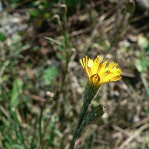 Photographie n°19272 du taxon Leontodon autumnalis L. [1753]