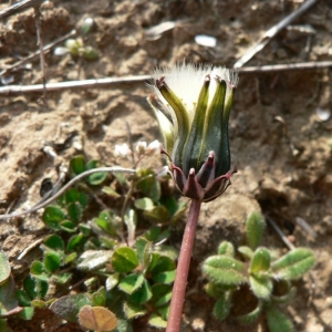  - Taraxacum bithynicum DC. [1838]