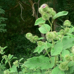 Photographie n°19294 du taxon Arctium lappa L. [1753]