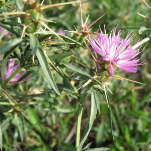 Photographie n°19299 du taxon Centaurea calcitrapa L. [1753]