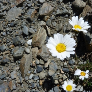 Photographie n°19303 du taxon Leucanthemopsis alpina (L.) Heywood [1975]