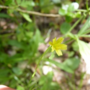 Photographie n°19307 du taxon Rhagadiolus stellatus (L.) Gaertn. [1791]