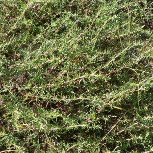 Photographie n°19311 du taxon Artemisia campestris subsp. maritima (DC.) Arcang. [1882]