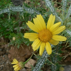 Photographie n°19320 du taxon Glebionis coronaria (L.) Tzvelev [1999]